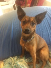 Medium Photo #1 Basenji-Chihuahua Mix Puppy For Sale in Mission Viejo, CA, USA