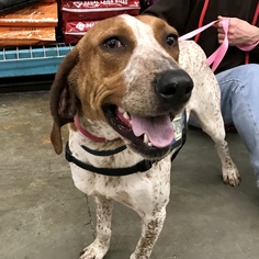 Coonhound Dogs for adoption in Fairfax, VA, USA