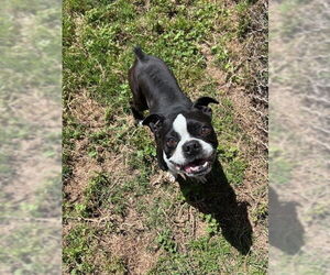 Boston Terrier Dogs for adoption in Modesto, CA, USA