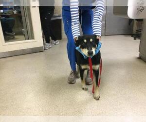 German Shepherd Dog Dogs for adoption in Riverside, CA, USA
