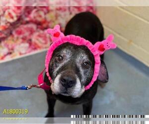 American Pit Bull Terrier Dogs for adoption in West Palm Beach, FL, USA
