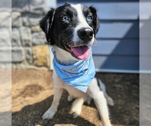 Australian Shepherd-Unknown Mix Dogs for adoption in Maryville, TN, USA