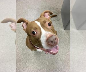American Pit Bull Terrier-Unknown Mix Dogs for adoption in East Brunswick, NJ, USA