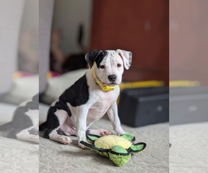 American Pit Bull Terrier-Unknown Mix Dogs for adoption in Minneapolis, MN, USA