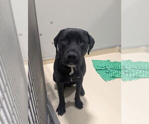 Labrador Retriever-Unknown Mix Dogs for adoption in Muskegon, MI, USA