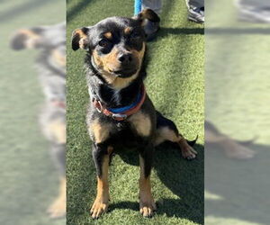 Miniature Pinscher Dogs for adoption in Salinas, CA, USA