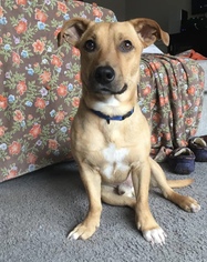 Chihuahua-Labrador Retriever Mix Dogs for adoption in Royse City, TX, USA