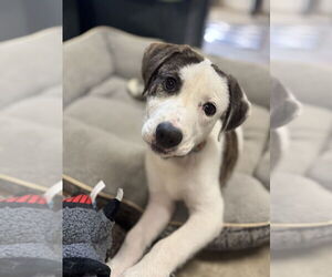 Mutt Dogs for adoption in Boston, MA, USA