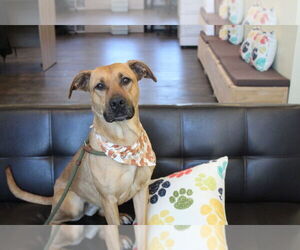 Black Mouth Cur-Unknown Mix Dogs for adoption in Chestertown, MD, USA