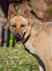 German Shepherd Dog Dogs for adoption in Penngrove, CA, USA