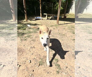 Basenji-Carolina Dog Mix Dogs for adoption in Shreveport, LA, USA