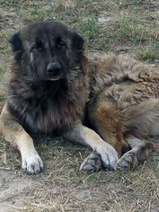 Leonberger Dogs for adoption in Lithia, FL, USA