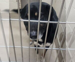 German Shepherd Dog Dogs for adoption in Decatur, IL, USA