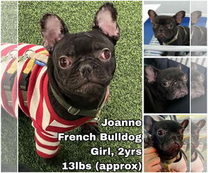 French Bulldog Dogs for adoption in Seattle, WA, USA