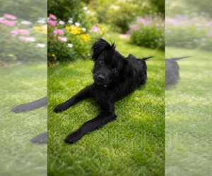 Colonial Cocker Spaniel Dogs for adoption in Menifee, CA, USA