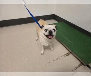 Pug Dogs for adoption in Corona, CA, USA