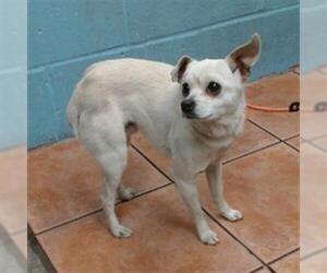 Chihuahua Dogs for adoption in Downey, CA, USA