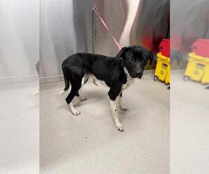 German Shorthaired Pointer-Huskies Mix Dogs for adoption in Fairbanks, AK, USA