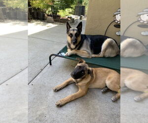 German Shepherd Dog-Unknown Mix Dogs for adoption in West Sacramento, CA, USA