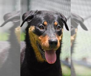 Rottweiler Dogs for adoption in Tarboro, NC, USA