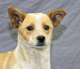 Mutt Dogs for adoption in Modesto, CA, USA