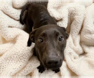 Labrador Retriever Dogs for adoption in Tulsa, OK, USA
