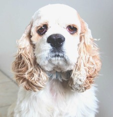 Cocker Spaniel Dogs for adoption in Eden Prairie, MN, USA