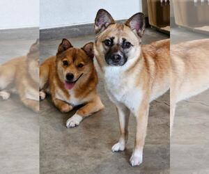 Chihuahua-Shiba Inu Mix Dogs for adoption in Agoura Hills, CA, USA