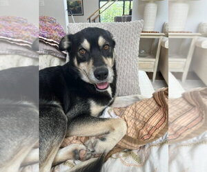 German Shepherd Dog Dogs for adoption in Lakewood, CO, USA