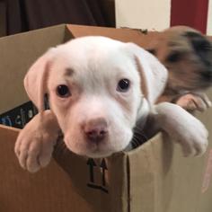 American Bulldog Dogs for adoption in San Antonio, TX, USA