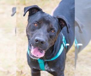 Labrador Retriever-Unknown Mix Dogs for adoption in Miami, FL, USA