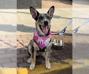 Collie-Unknown Mix Dogs for adoption in Oakhurst, NJ, USA