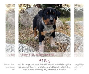 Mutt Dogs for adoption in MIDWAY, UT, USA