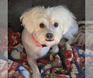 Maltipoo (Miniature) Dogs for adoption in San Diego, CA, USA