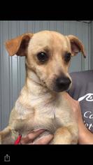 Rat-Cha Dogs for adoption in Lindale , TX, USA