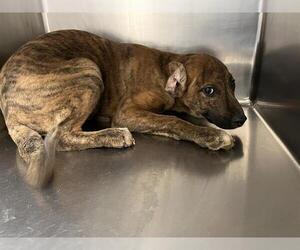 American Pit Bull Terrier-Unknown Mix Dogs for adoption in Oklahoma City, OK, USA