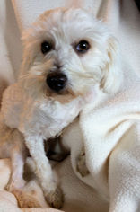 Maltipoo Dogs for adoption in Bon Carbo, CO, USA