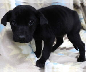 Shepradors Dogs for adoption in Minneapolis, MN, USA