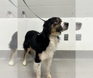 Border Collie-Great Pyrenees Mix Dogs for adoption in Grasswood, Saskatchewan, Canada