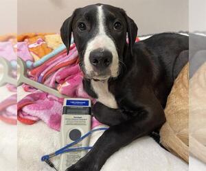 Great Dane-Unknown Mix Dogs for adoption in Placerville, CA, USA