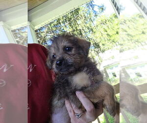Chihuahua-Unknown Mix Dogs for adoption in Aurora, IN, USA
