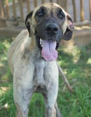 Great Dane-Unknown Mix Dogs for adoption in Lebanon, TN, USA