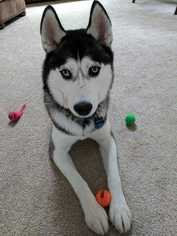 Siberian Husky Dogs for adoption in Mooresville, NC, USA