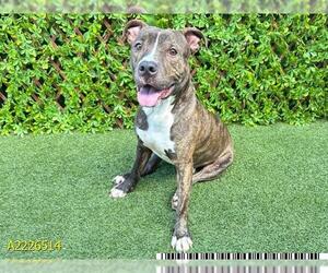 American Pit Bull Terrier Dogs for adoption in West Palm Beach, FL, USA