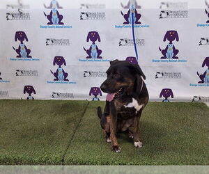 Catahoula Leopard Dog-Unknown Mix Dogs for adoption in Orlando, FL, USA