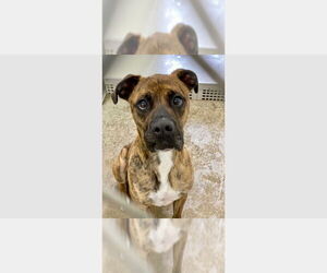 Boxer-Unknown Mix Dogs for adoption in Austin, TX, USA