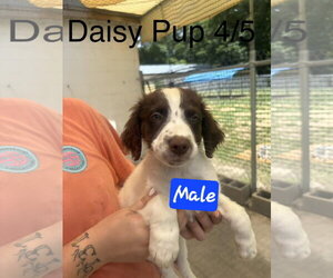 English Springer Spaniel-Pointer Mix Dogs for adoption in Brooksville, FL, USA