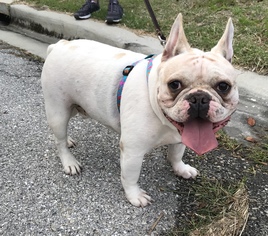 Medium Photo #1 French Bulldog Puppy For Sale in Newtown, PA, USA