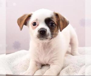 Boston Huahua Dogs for adoption in Sheridan, CO, USA