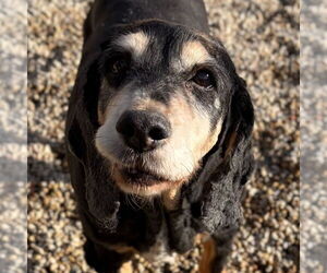 Colonial Cocker Spaniel-Unknown Mix Dogs for adoption in Jefferson, WI, USA